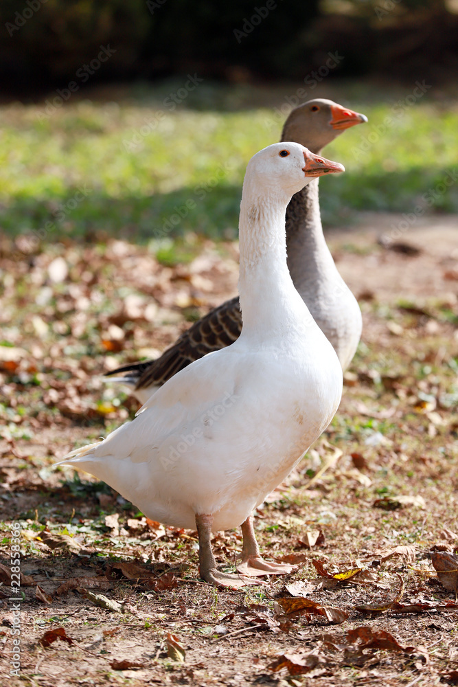 Peaceful autumn photo taken at the poultry farm in the countryside Peaceful autumn photo taken at the poultry farm in the countryside