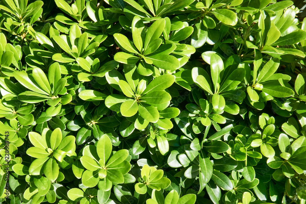 Green leaves wall background