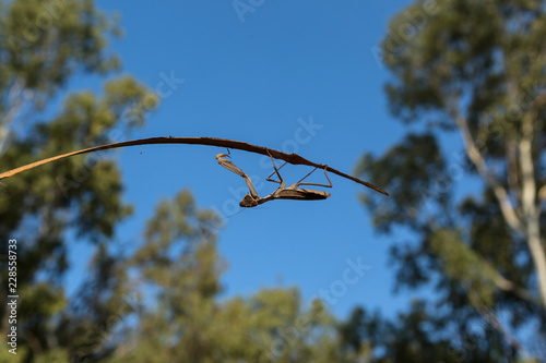 Great mantis against the sky and trees