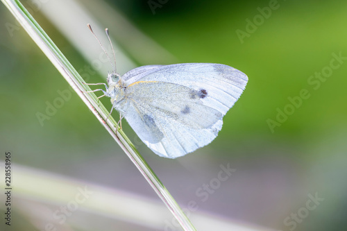 Kleiner Kohlweißling, Pieris rapae ruht auf einen Grashalm