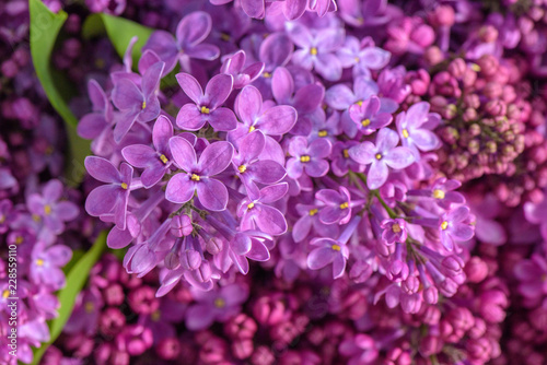 Lilac violet flowers