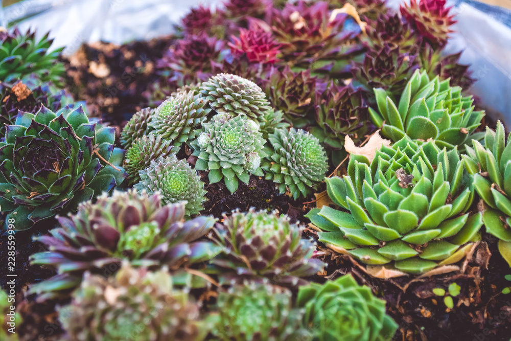 Succulents in a pot. Flowers for the garden. Cactus. Succulents in a pot. Flowers for the garden. Cactus.