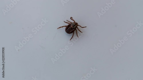 Bloodsucking insect. mite. Insect crawling on a white surface. photo