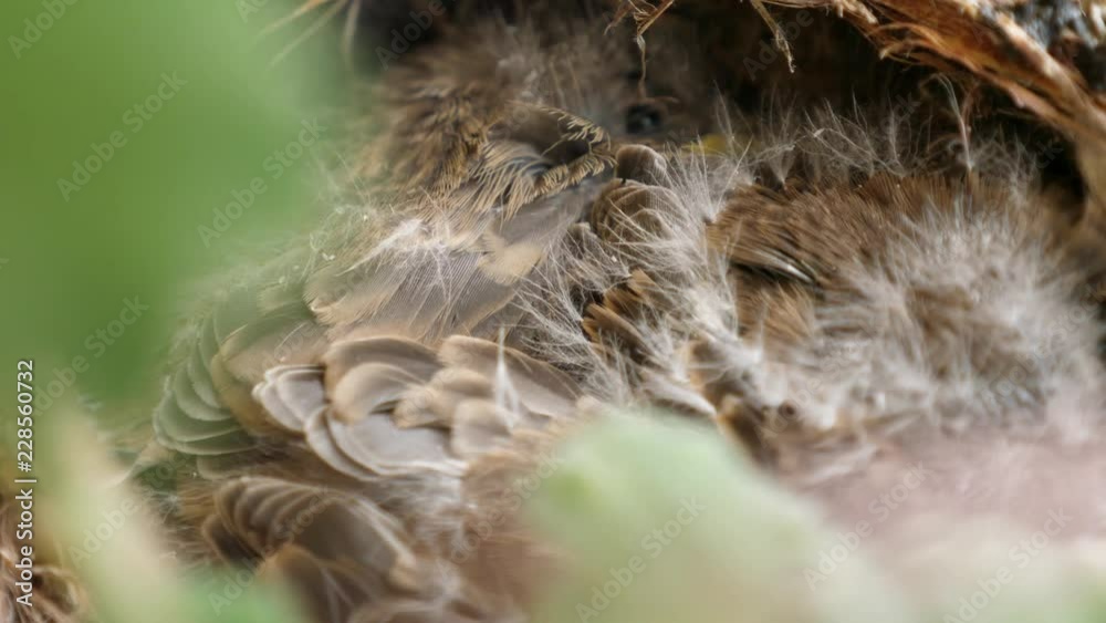 Nest In A Tree With Cute Little Baby Birds Hiding Inside Nest In A Tree With Cute Little Baby Birds Hiding Inside