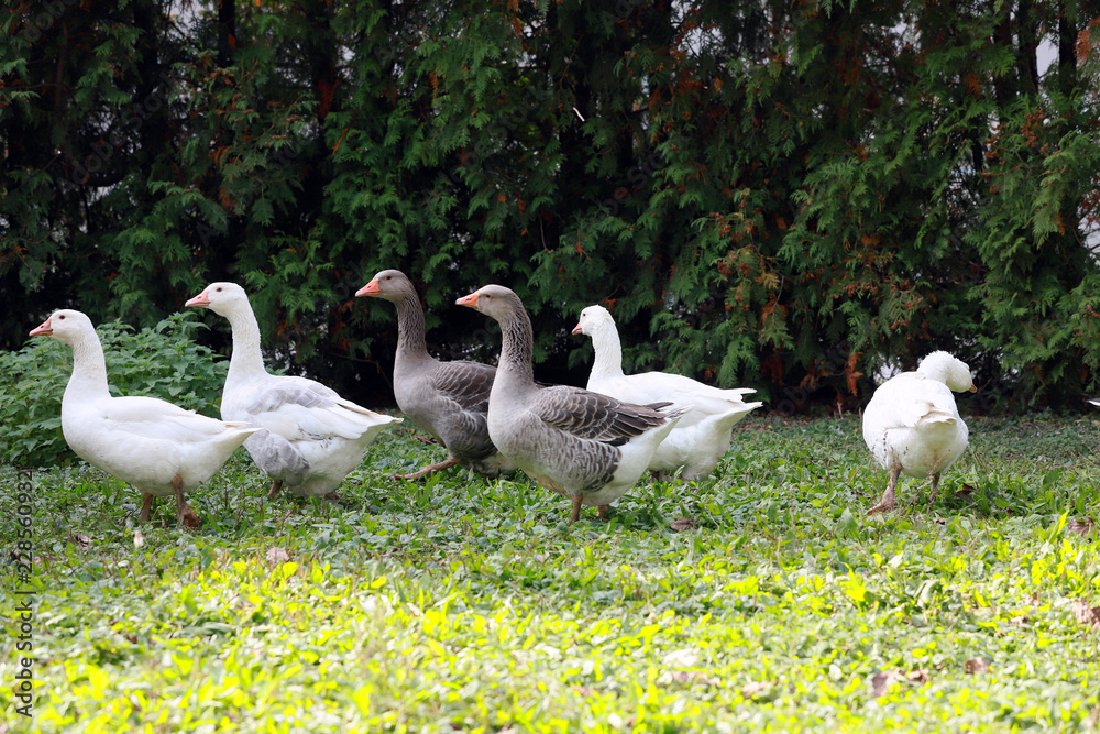 Peaceful autumn photo taken at the poultry farm in the countryside Peaceful autumn photo taken at the poultry farm in the countryside