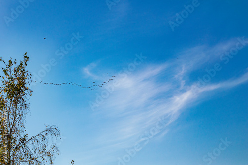 Cranes in the blue autumn sky