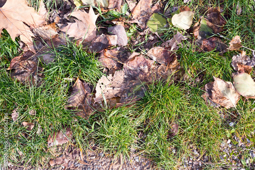A grass lawn covered with fallen maple leaves.