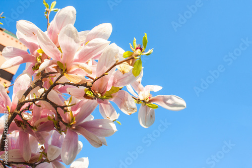 Blooming Magnolia flower close up, colorful and vivid plant, natural background