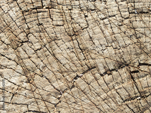 tree stump close-up