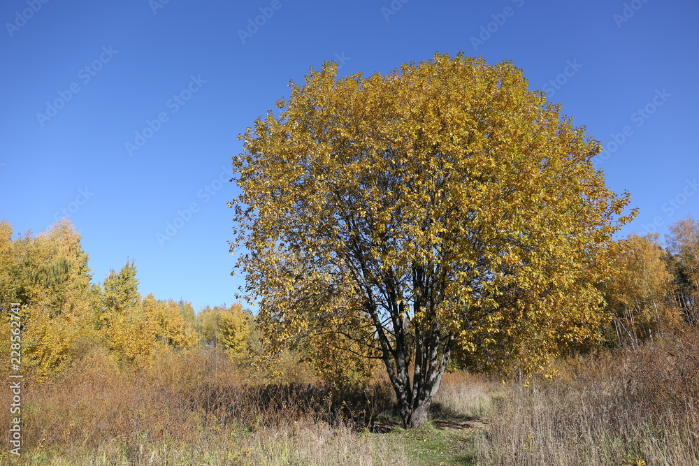 Autumn. Beauty of nature