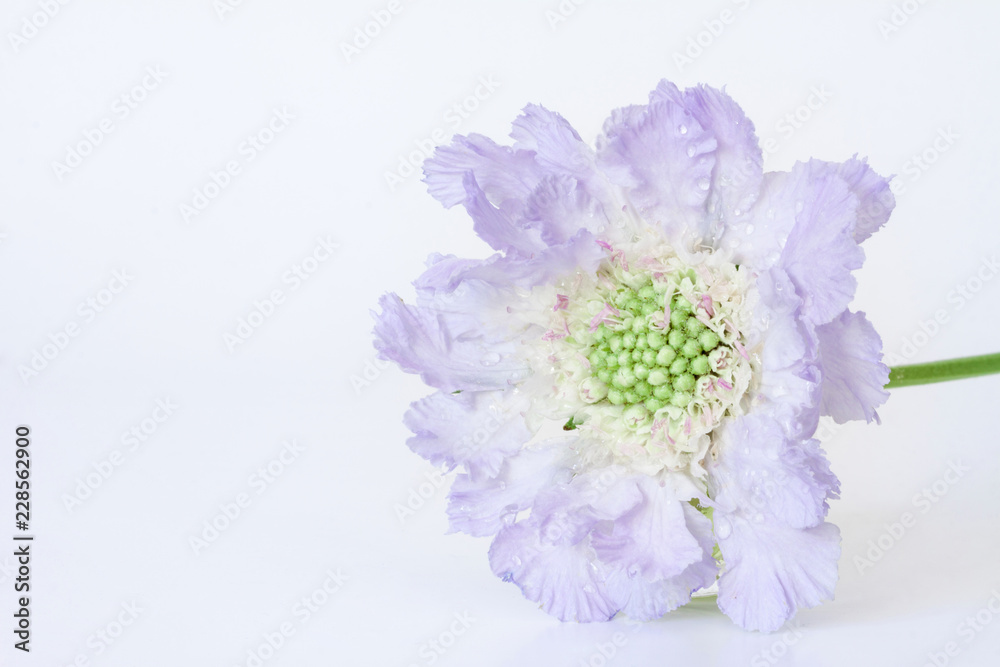 Blue skabiosa flower. Blue skabiosa flower.