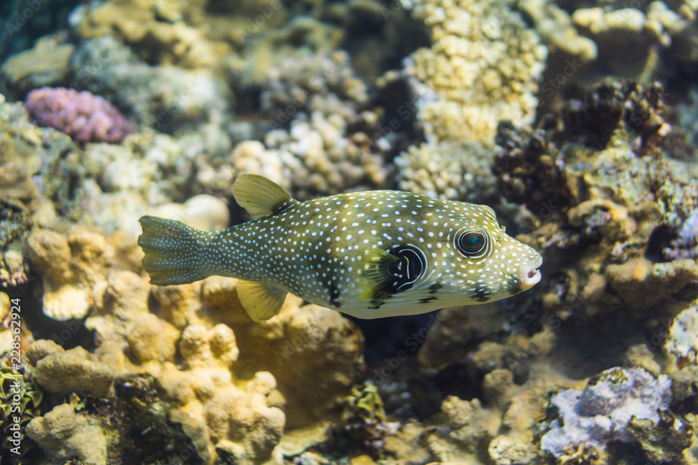 Whitespotted puffer Whitespotted puffer