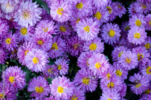 Pink and violet chrysanthemum flowers. Nature background.