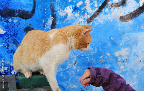cat in casbah of Rabat cuddling with hand of a child photo