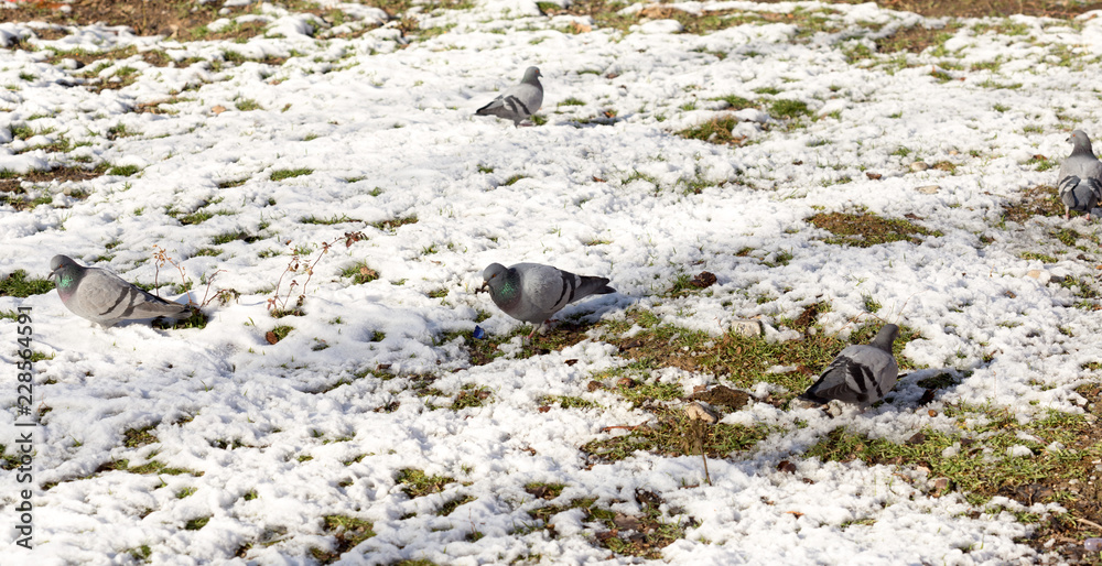 Fototapeta premium In winter, among the flocks of pigeons are eating grass and walks.