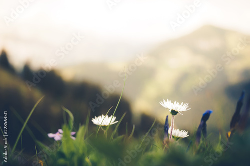 Gänseblümchen in den Alpen