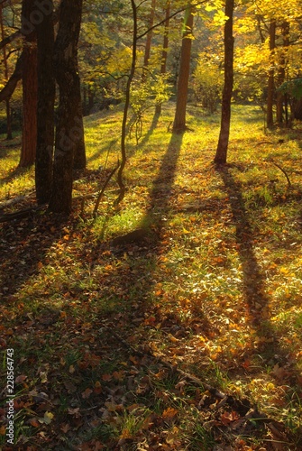 autumn in the forest