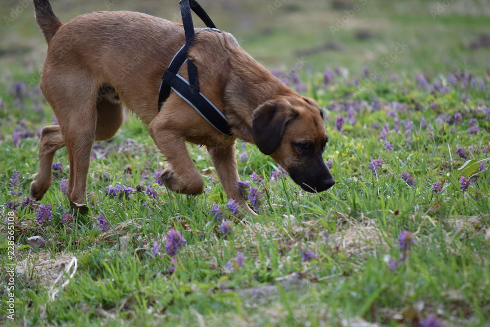 The dog runs and jumps on the field in the park. The dog runs and jumps on the field in the park.