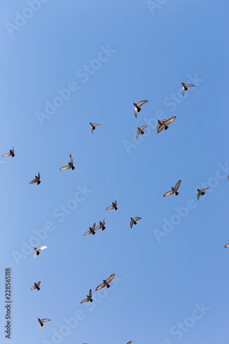 Flock of Rock Pigeons Flying in a Blue Sky