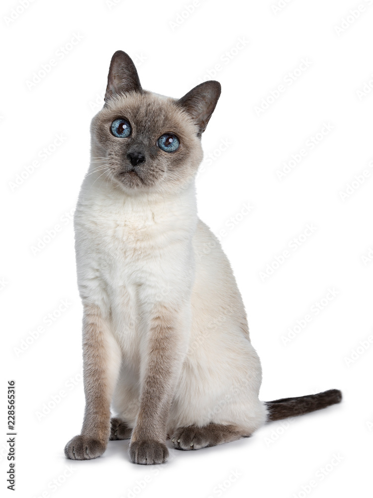 Senior blue point Thai cat sitting side ways, looking above camera with blue wise eyes. Isolated on white background. Senior blue point Thai cat sitting side ways, looking above camera with blue wise eyes. Isolated on white background.