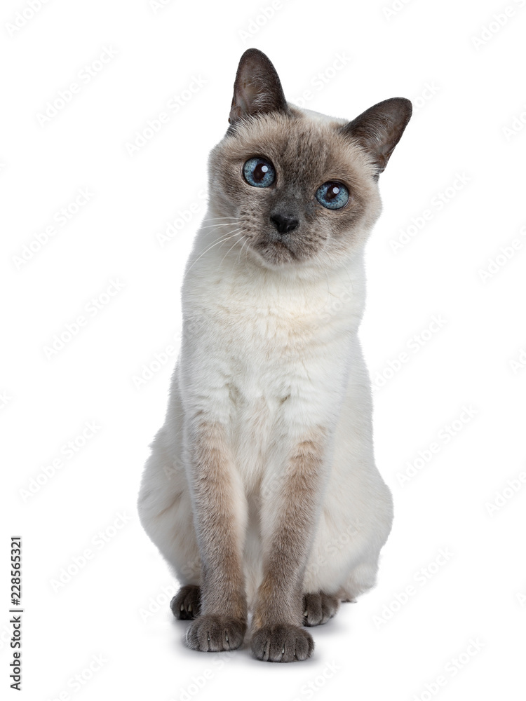Senior blue point Thai cat sitting front view, looking straight in camera with blue wise eyes. Isolated on white background.