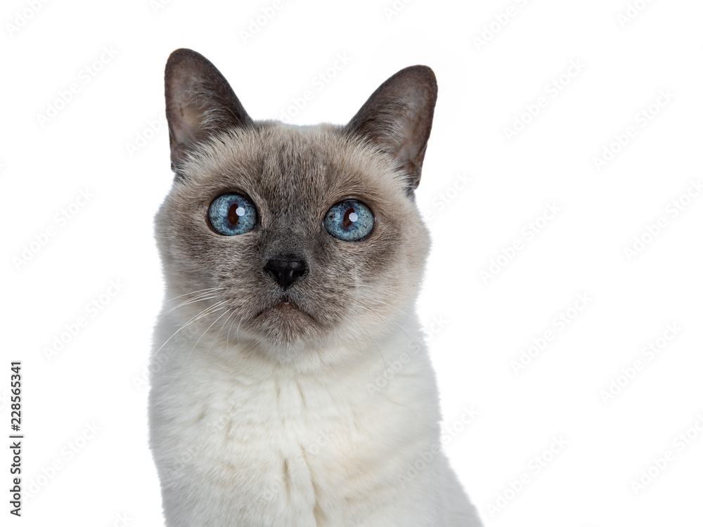 Head shot of senior blue point Thai cat sitting side ways, looking above camera with blue wise eyes. Isolated on white background.
