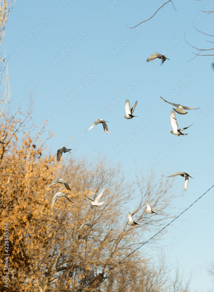 flock of pigeons on snow in winter flock of pigeons on snow in winter