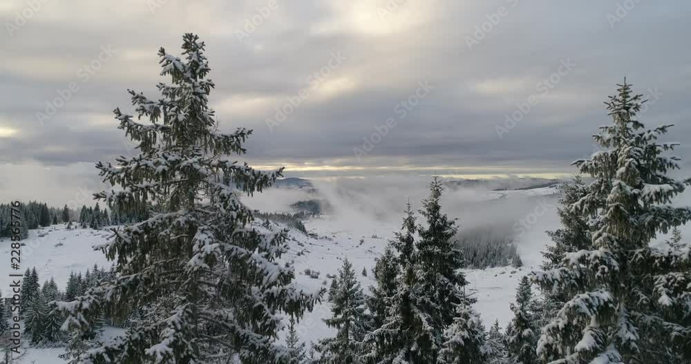 aerial view of fresh snow covered winter forest in high mountains in sunset on christmas eve aerial view of fresh snow covered winter forest in high mountains in sunset on christmas eve