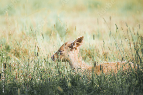 LITTLE_DEER
