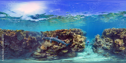 White Tip Shark In Ilot Mato South Reef, New Caledonia