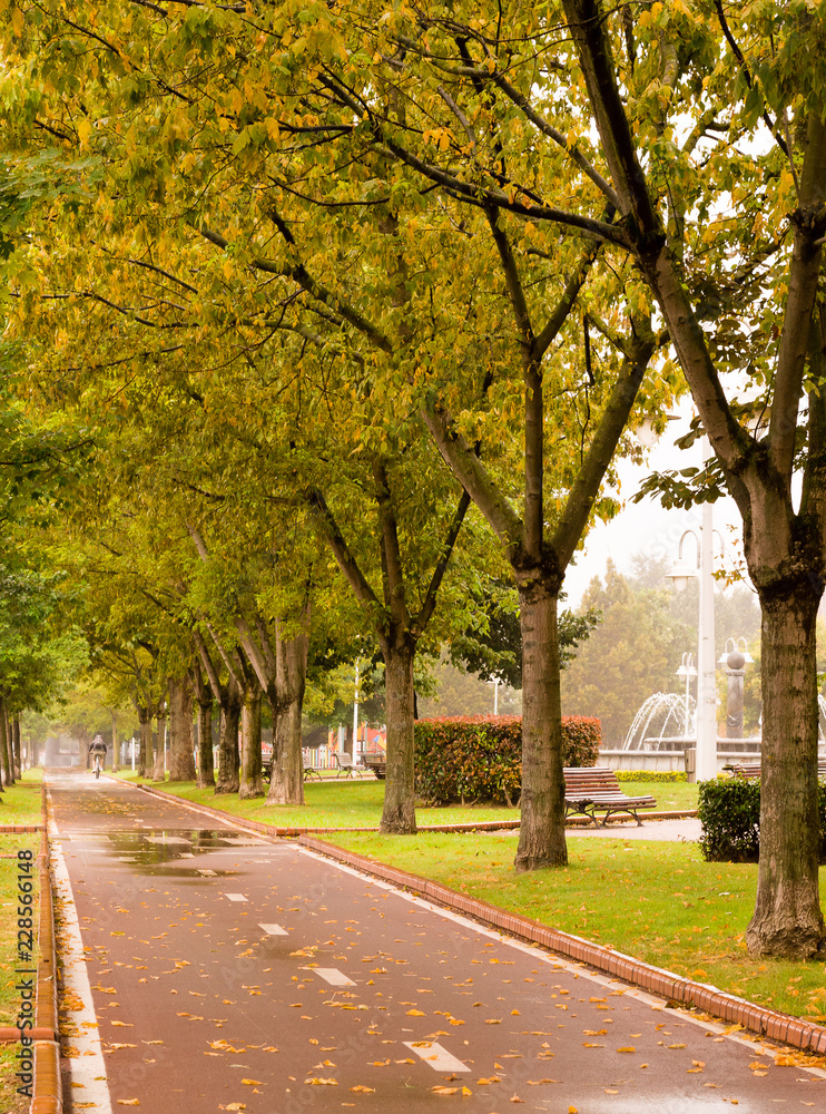 Bilbao, Spain: Vision of the red cycling lane, and the rows of trees on a rainy day. vanishing point concept, horizon