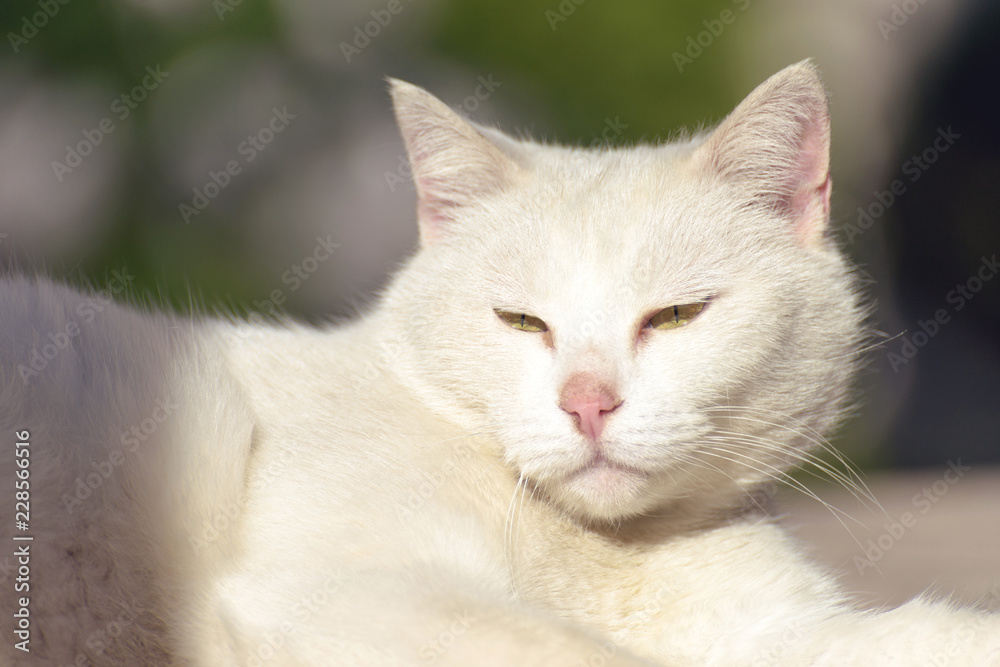 A beautiful white cat