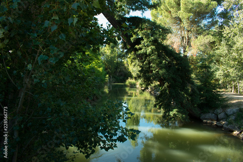 vegetation on the river bank in autumn sunny day