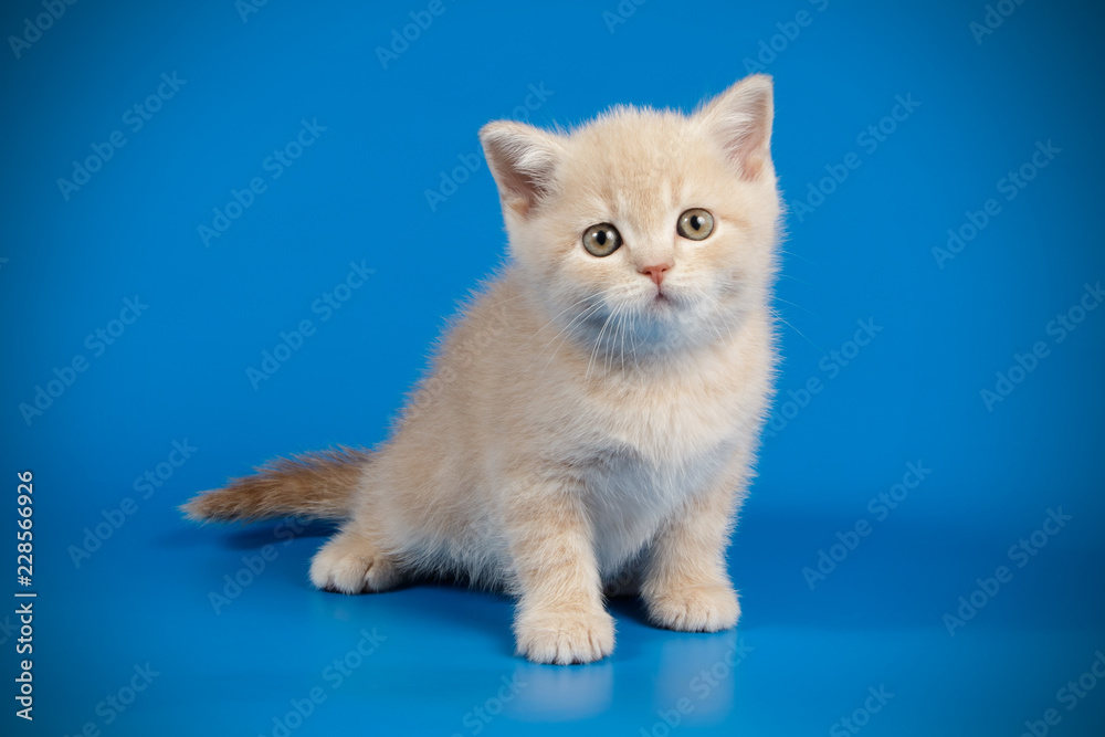 Fototapeta premium Scottish straight shorthair cat on colored backgrounds