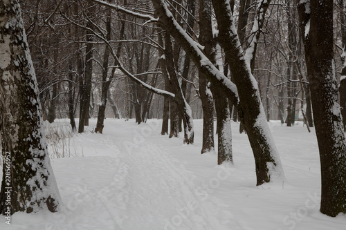 Snowfall in the city. Snow-covered trees in the city Park.