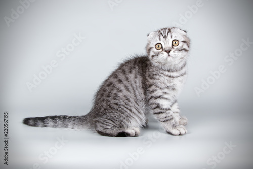 Scottish fold shorthair cat on colored backgrounds