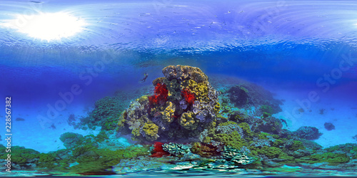 Red And Yellow Octocorals At Ilot Kouare, New Caledonia photo