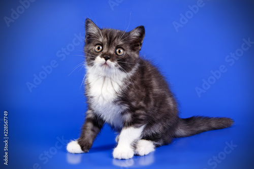 Scottish straight shorthair cat on colored backgrounds