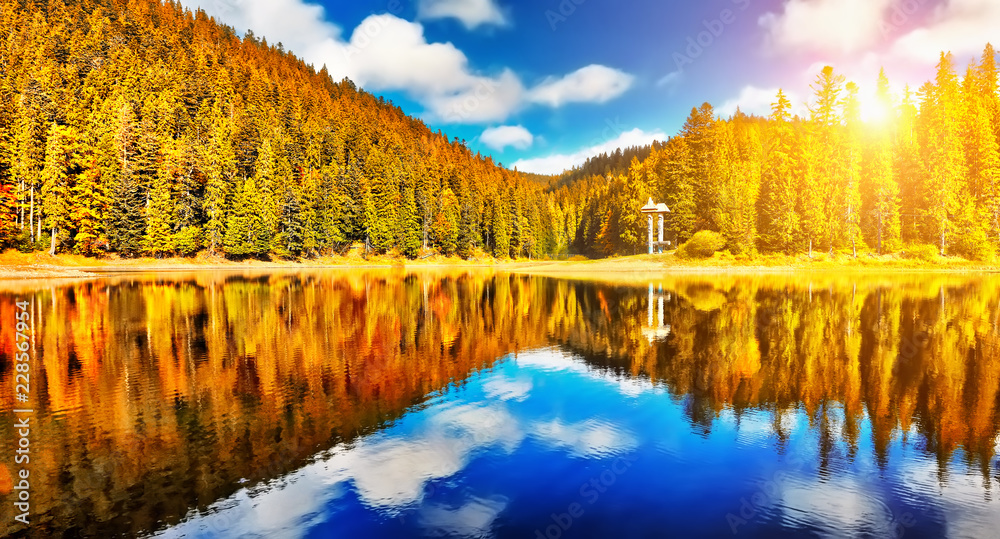 Autumn forest lake reflection landscape. Forest lake trees in autumn season panorama