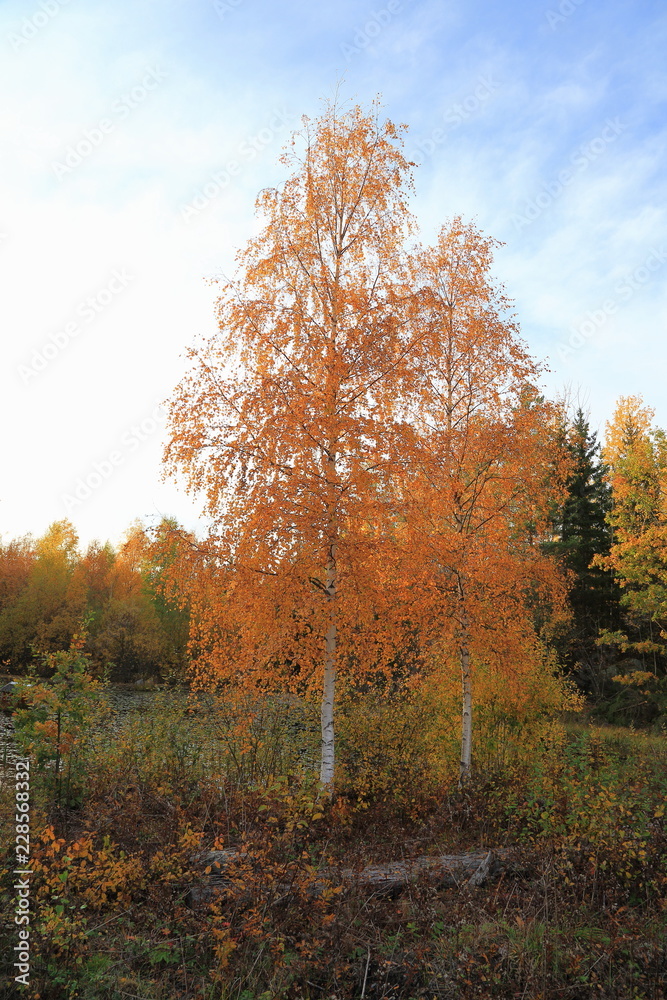 Beautiful view on autumn forest landscape. Gorgeous colorful nature backgrounds.