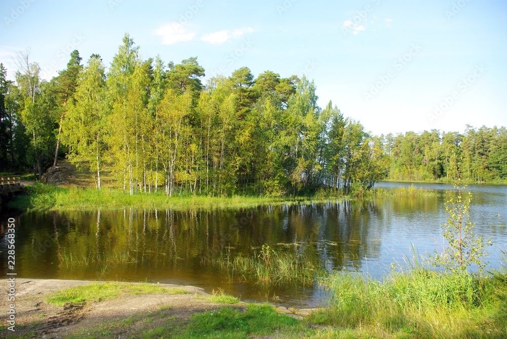 Obraz premium lake in the forest