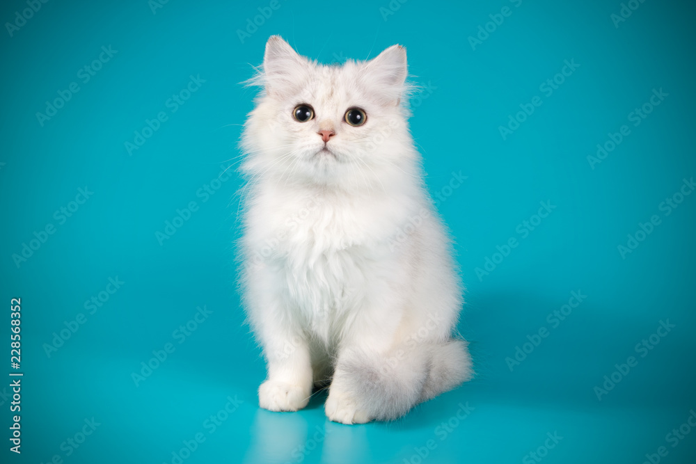 Scottish straight longhair cat on colored backgrounds