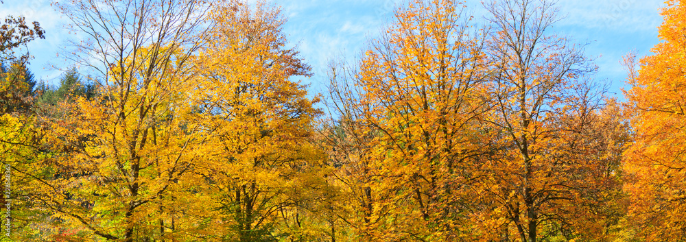 Yellow autumn trees in the city park isolated on blue sky.