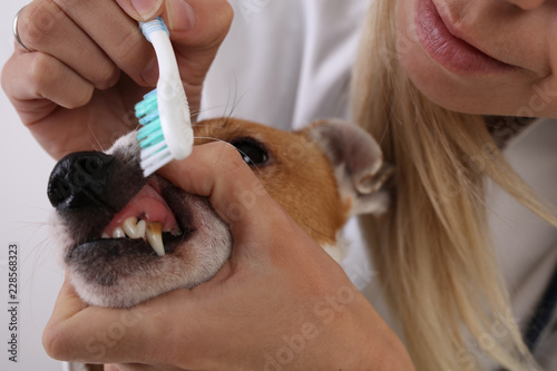 Fototapeta Naklejka Na Ścianę i Meble -  Pets dental care. Veterinarian clening dog's teeth with toothbrush in animal clinic
