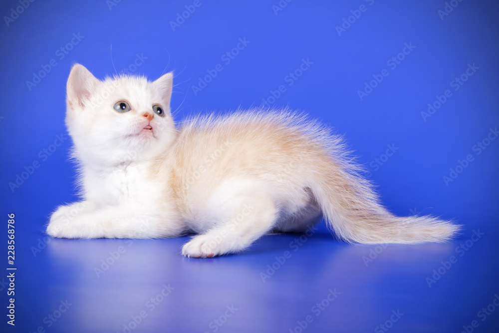 Scottish straight shorthair cat on colored backgrounds