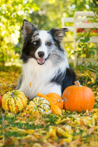 Fototapeta Naklejka Na Ścianę i Meble -  Border Collie mit Kürbissen im Garten