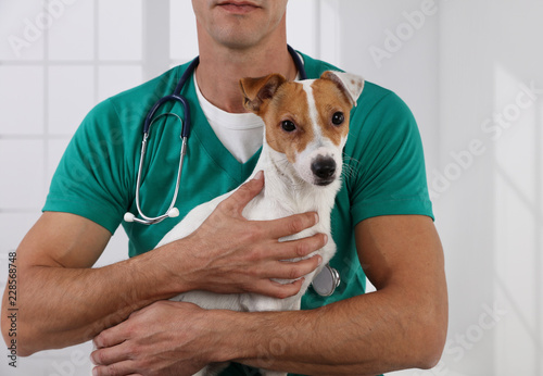 Fototapeta Naklejka Na Ścianę i Meble -  Veterinary care. Vet doctor and dog Jack Russell Terrier. Love taking care of animals