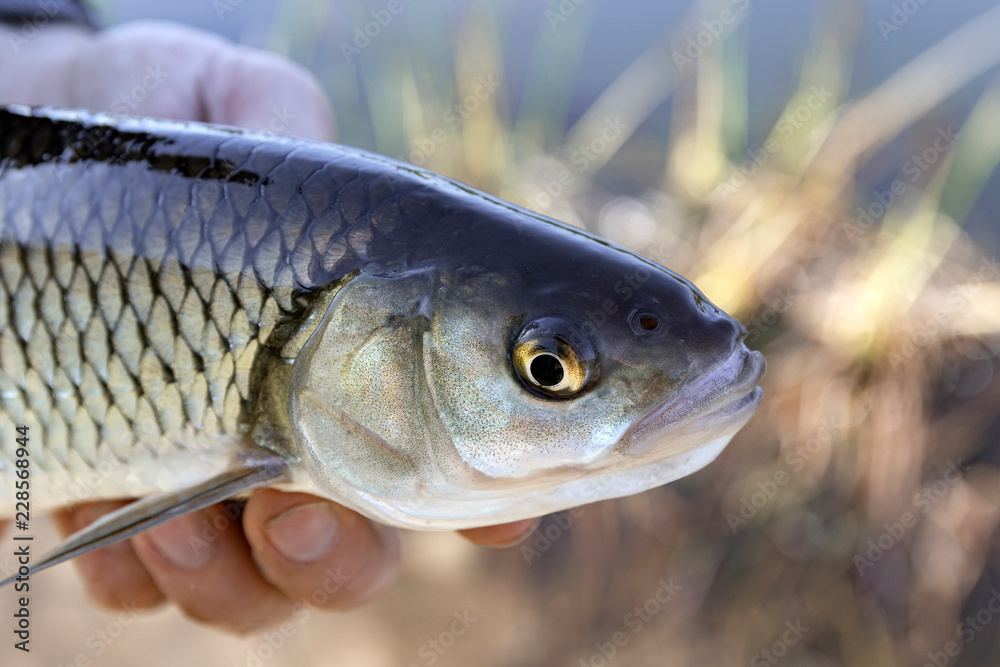 Chub (Squalius cephalus) in the hand of a fisherman Chub (Squalius cephalus) in the hand of a fisherman