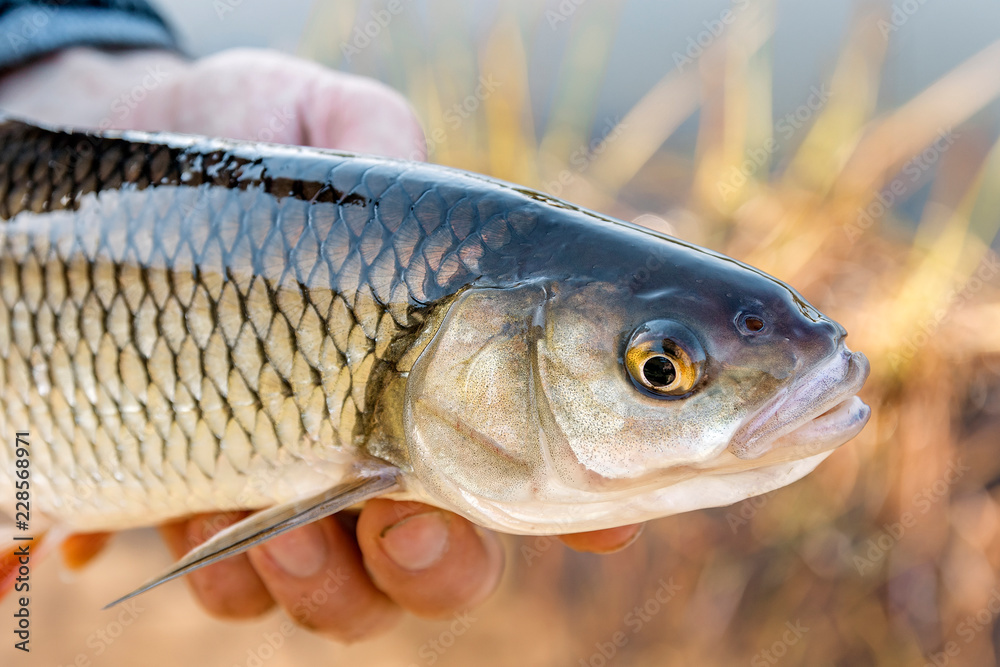 Chub (Squalius cephalus) in the hand of fisherman against the background of cane Chub (Squalius cephalus) in the hand of fisherman against the background of cane