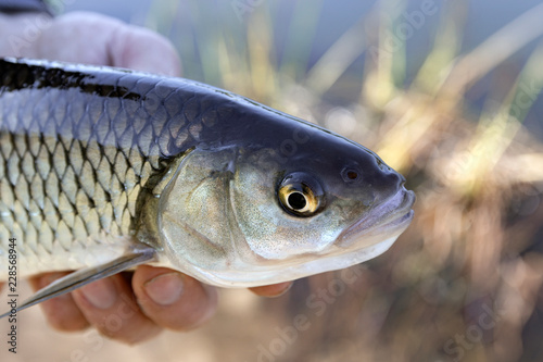 Chub (Squalius cephalus) in the hand of a fisherman